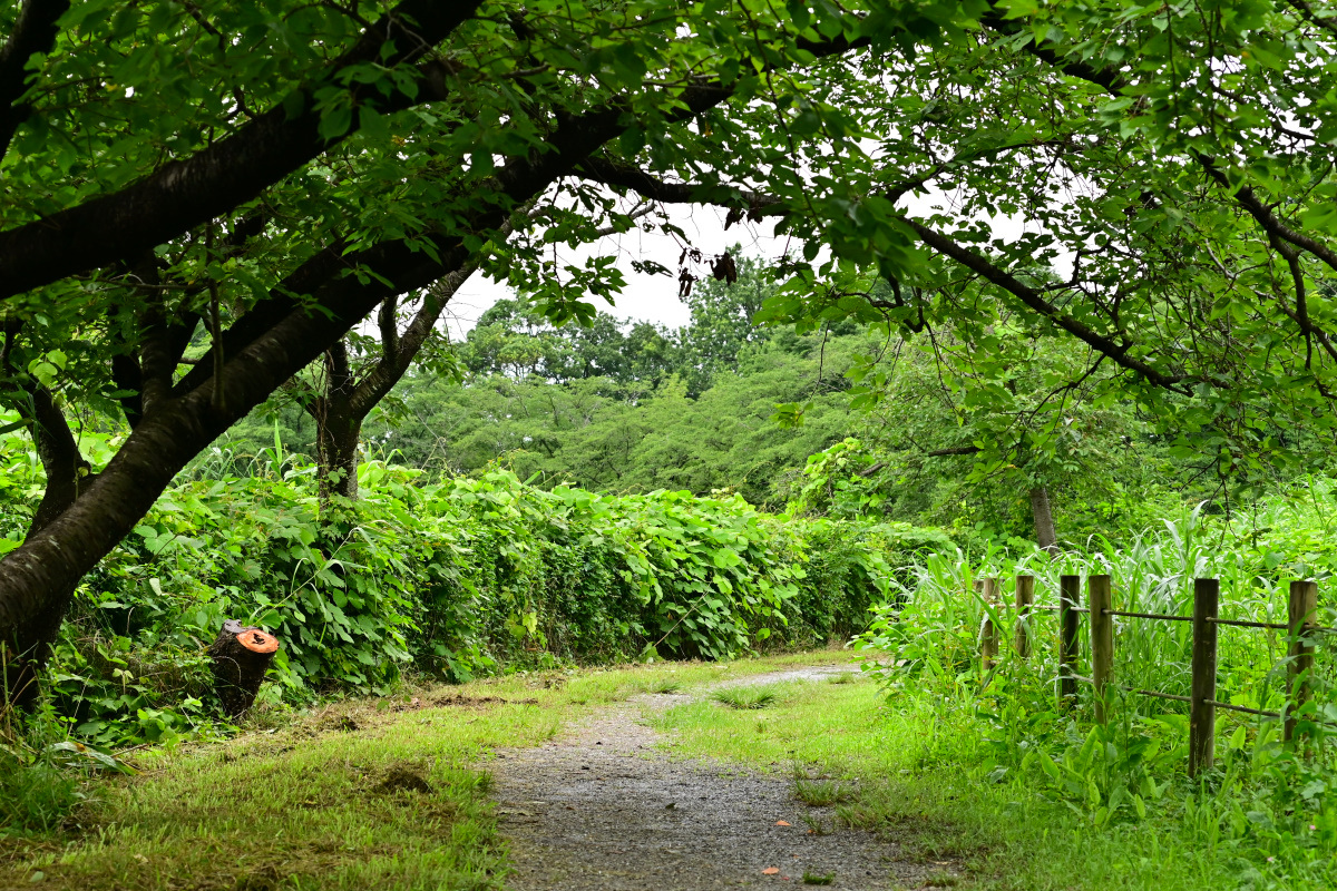 f:id:aokami:20200725114230j:plain