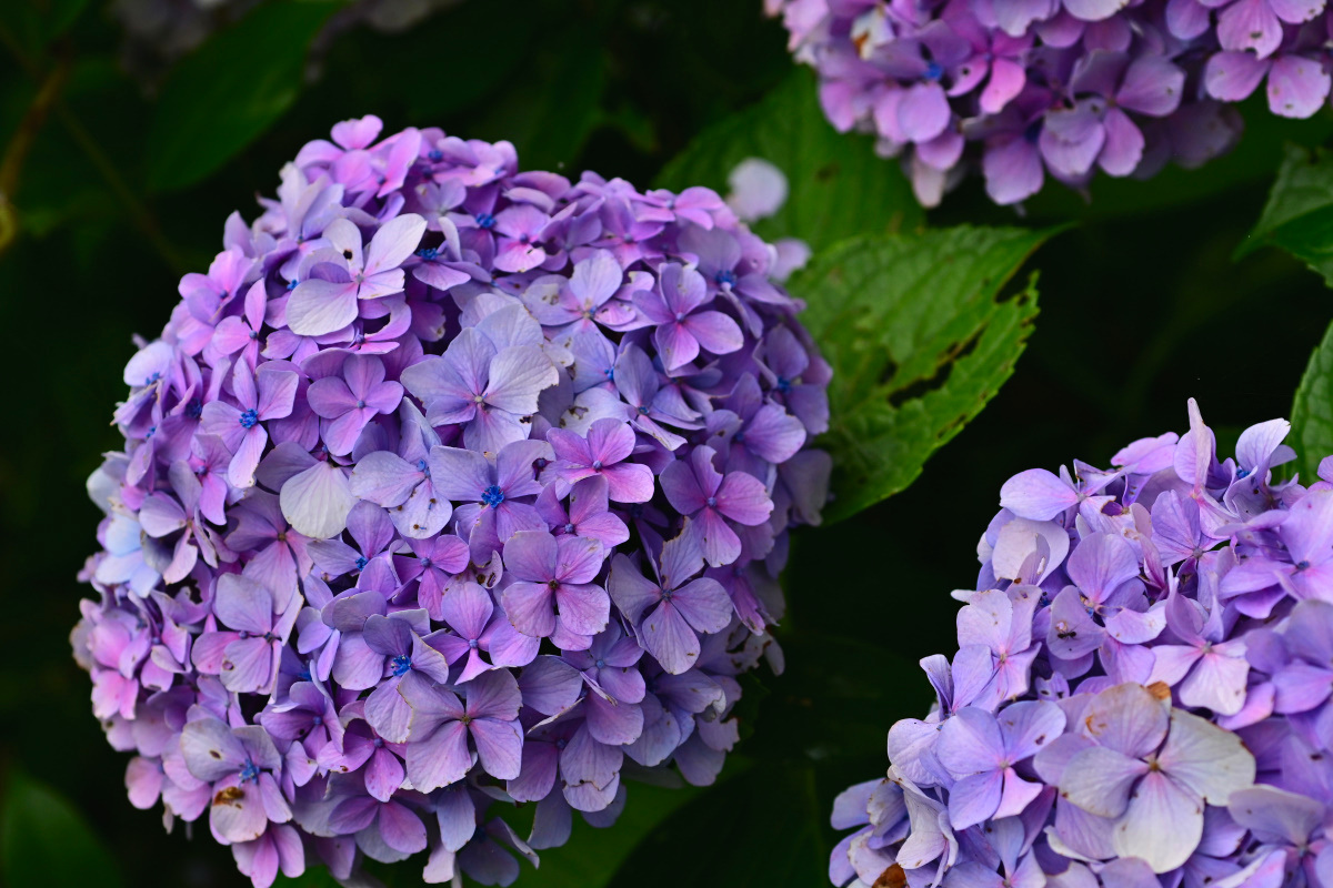 f:id:aokami:20200725114608j:plain