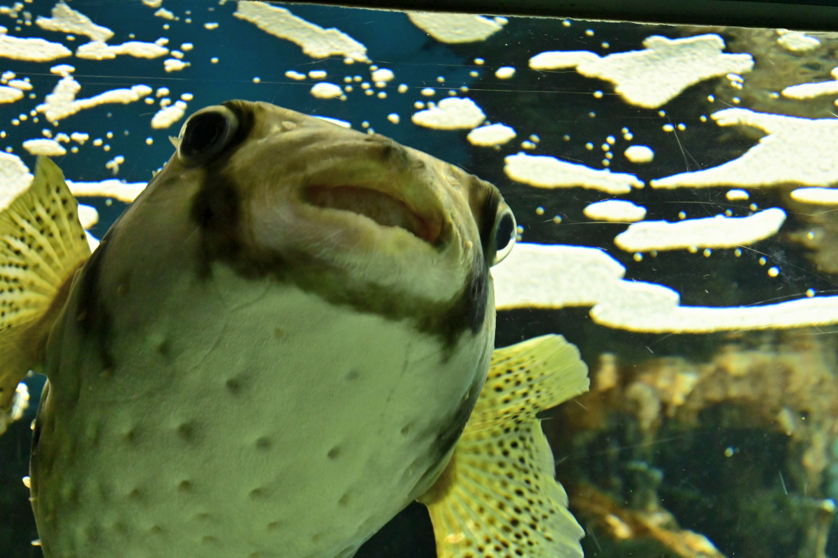 f:id:aokami:20201121114335j:plain