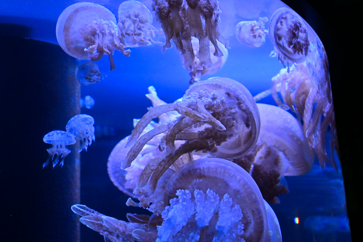 f:id:aokami:20201121115806j:plain