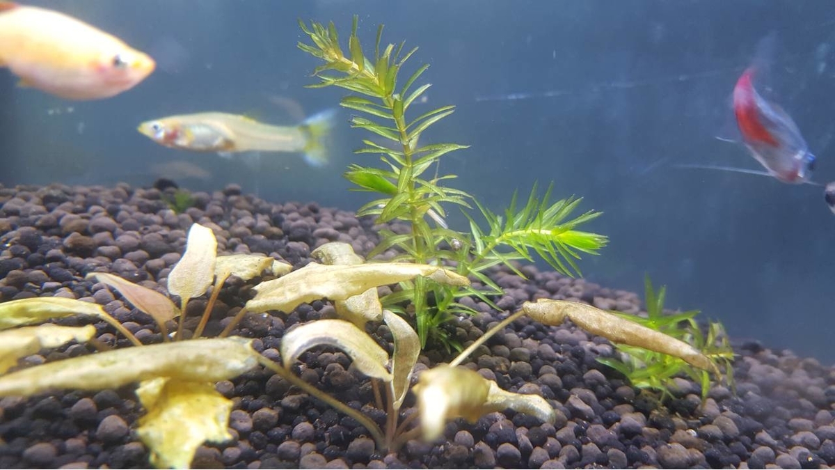 水槽の掃除でガラスがピカピカ 側面の角は100均のアレ Aokimariko S Blog