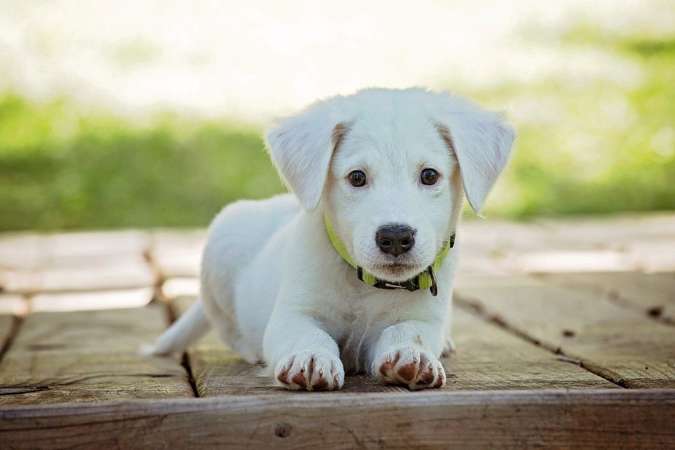 子犬を飼う時のスターターセットの準備 ペットショップ店員が教えます Aokimariko S Blog 子犬を飼う時のスターターセットの準備 ペットショップ店員が教えます Aokimariko S Blog