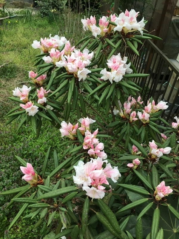 イメージ 2