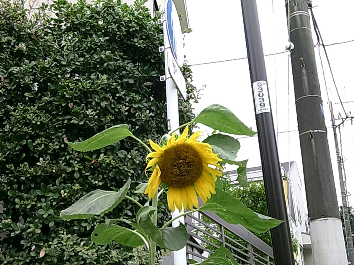 f:id:aomamadiary:20200731232539j:plain f:id:aomamadiary:20200731232539j:plain