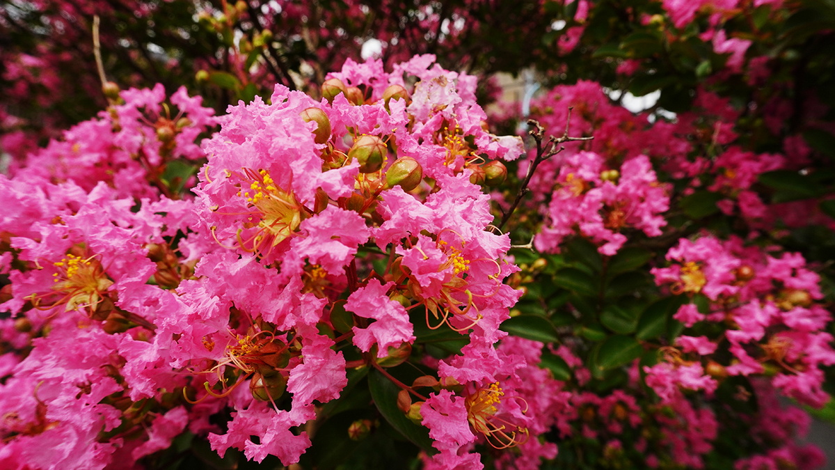 f:id:aomamadiary:20200731233143j:plain f:id:aomamadiary:20200731233143j:plain