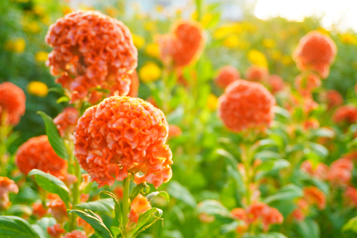 f:id:aomamadiary:20200810120141j:plain f:id:aomamadiary:20200810120141j:plain