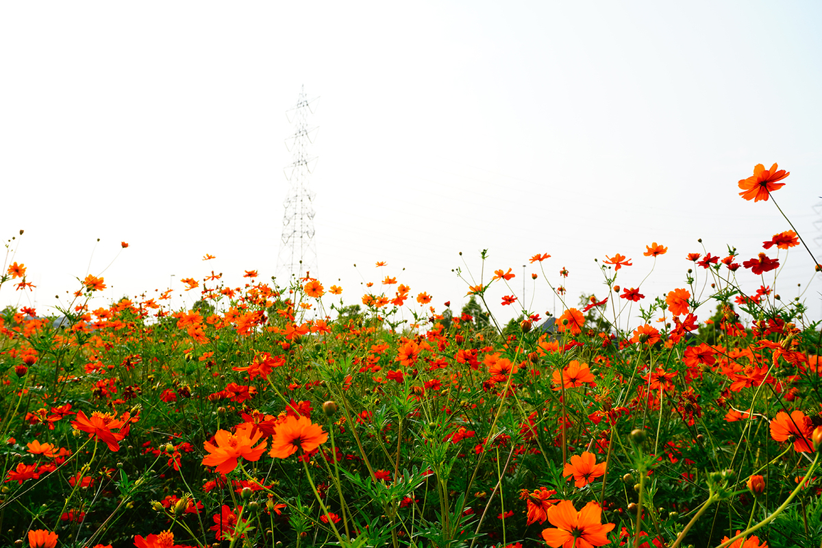 f:id:aomamadiary:20200810120243j:plain f:id:aomamadiary:20200810120243j:plain