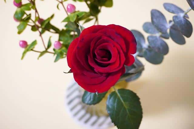 f:id:aomamadiary:20210117060654j:plain