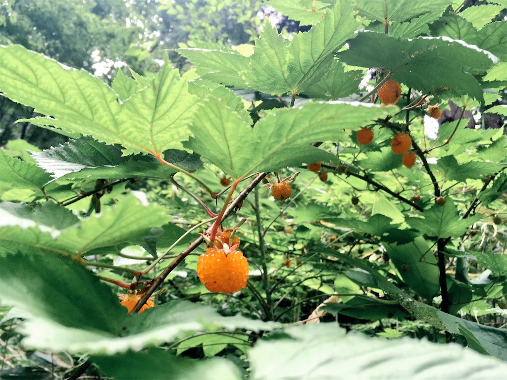 f:id:aomidorinomizu:20170713103618j:image f:id:aomidorinomizu:20170713103618j:image