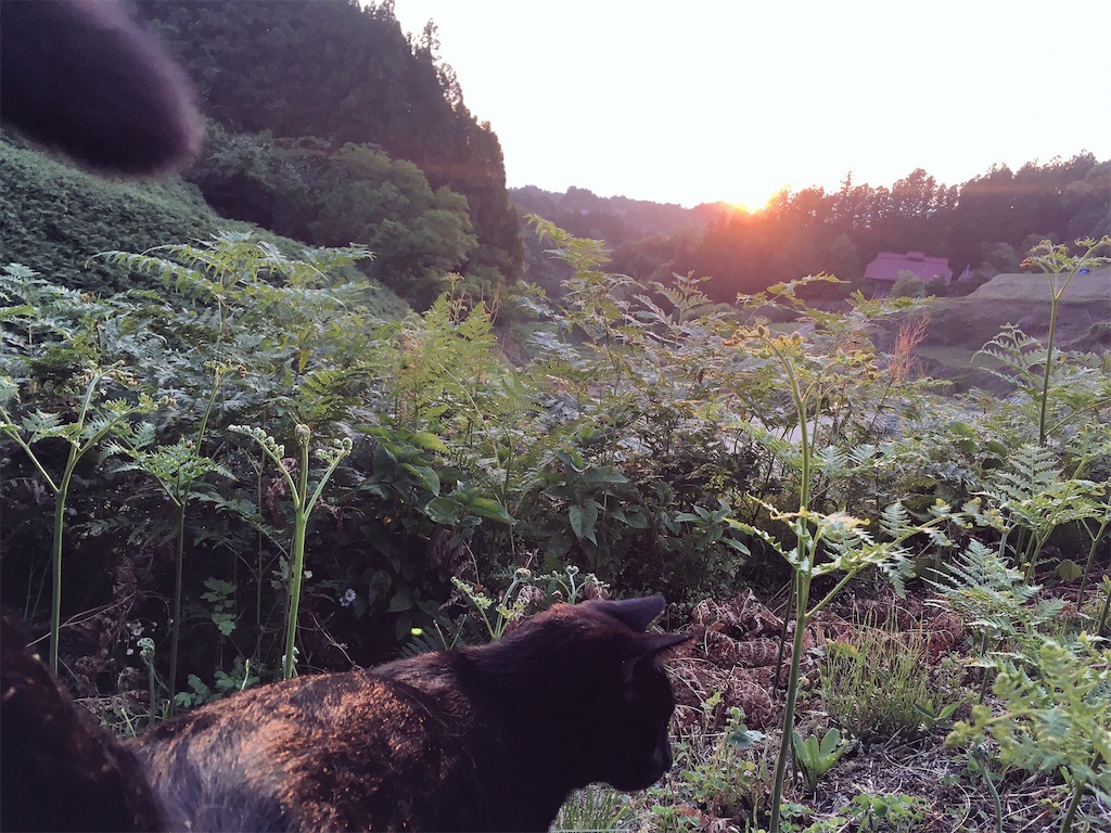 f:id:aomidorinomizu:20170713112729j:image f:id:aomidorinomizu:20170713112729j:image