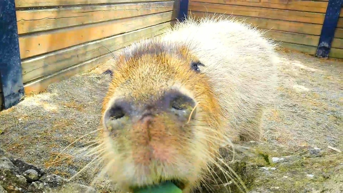 カピバラさんのお口の中 相貌失認がんばり隊
