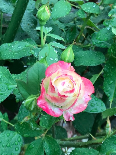 f:id:aonekoon:20180707220955j:plain f:id:aonekoon:20180707220955j:plain