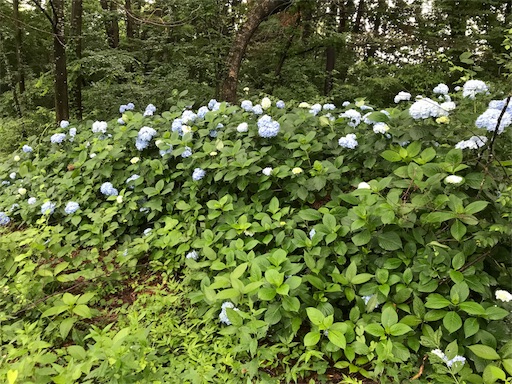 f:id:aonekoon:20180708200503j:plain f:id:aonekoon:20180708200503j:plain