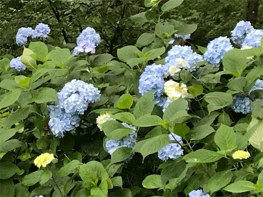 f:id:aonekoon:20180708200515j:plain f:id:aonekoon:20180708200515j:plain