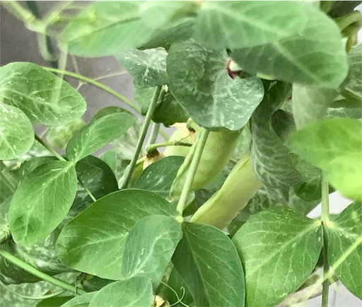 f:id:aonekoon:20180710222013j:plain f:id:aonekoon:20180710222013j:plain