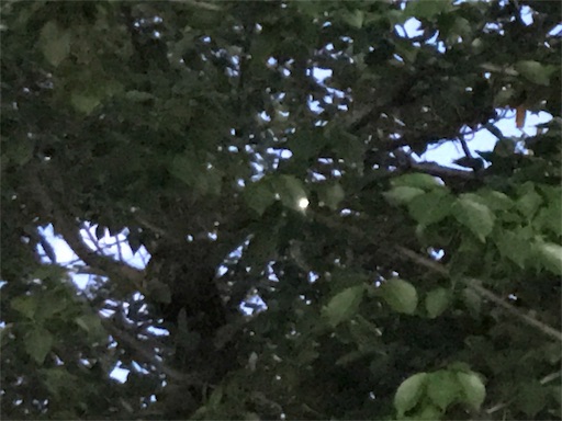 f:id:aonekoon:20180724221141j:image f:id:aonekoon:20180724221141j:image