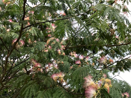 f:id:aonekoon:20180729205657j:plain f:id:aonekoon:20180729205657j:plain