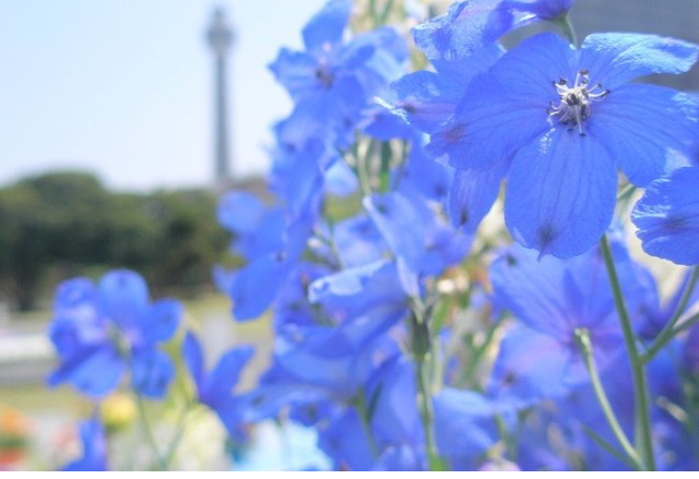 f:id:aonosmile:20150311130032j:plain f:id:aonosmile:20150311130032j:plain