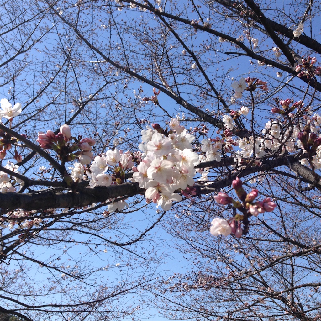 f:id:aonosmile:20160322203551j:image f:id:aonosmile:20160322203551j:image