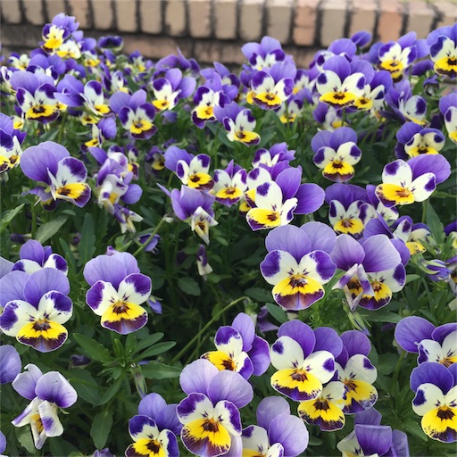 f:id:aonosmile:20180404163729j:image