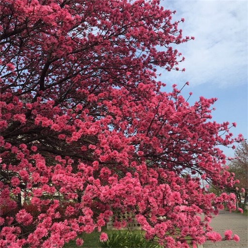 f:id:aonosmile:20180409084501j:image