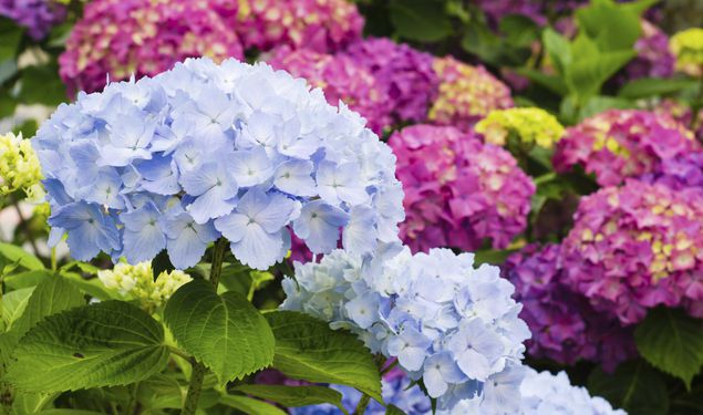 f:id:aop928:20180602211807j:plain