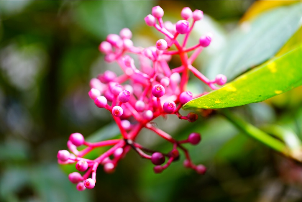 f:id:aopepepeee:20190913112803j:image f:id:aopepepeee:20190913112803j:image