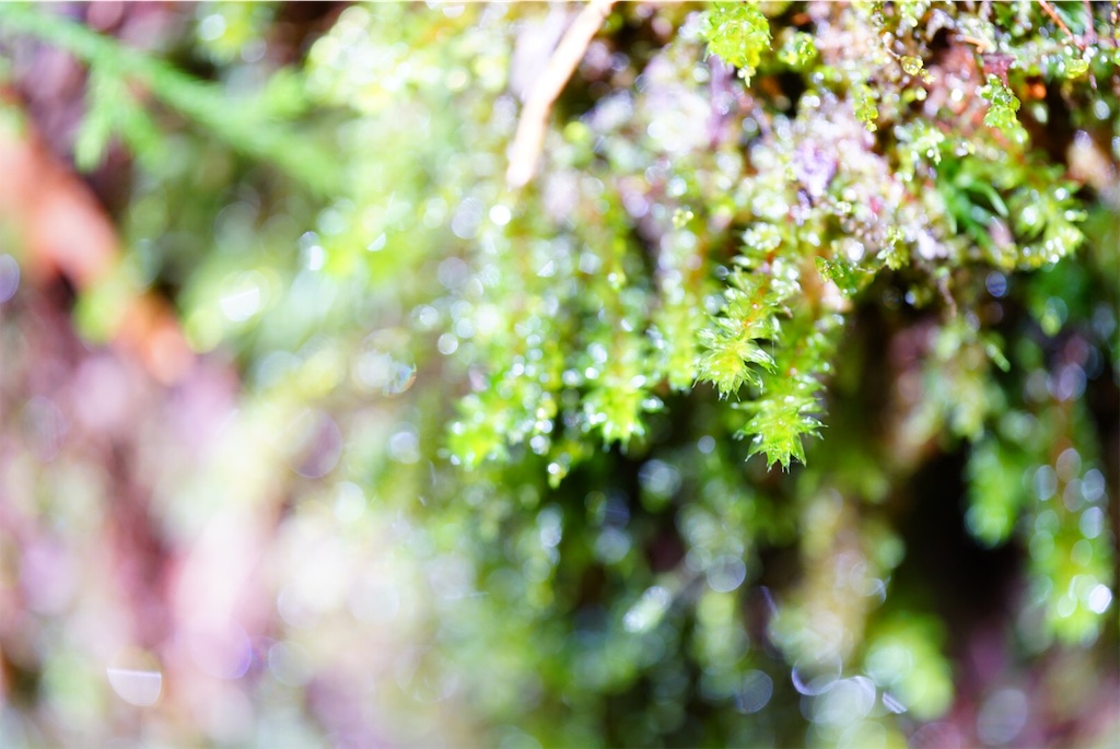 f:id:aopepepeee:20190913112819j:image f:id:aopepepeee:20190913112819j:image