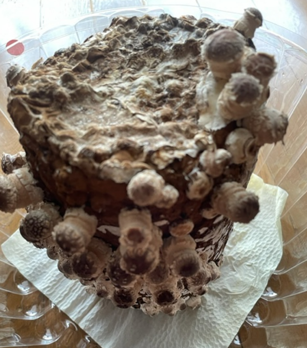 f:id:aopin:20220318165013p:plain