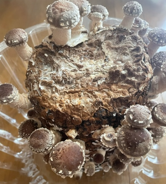 f:id:aopin:20220319221902p:plain