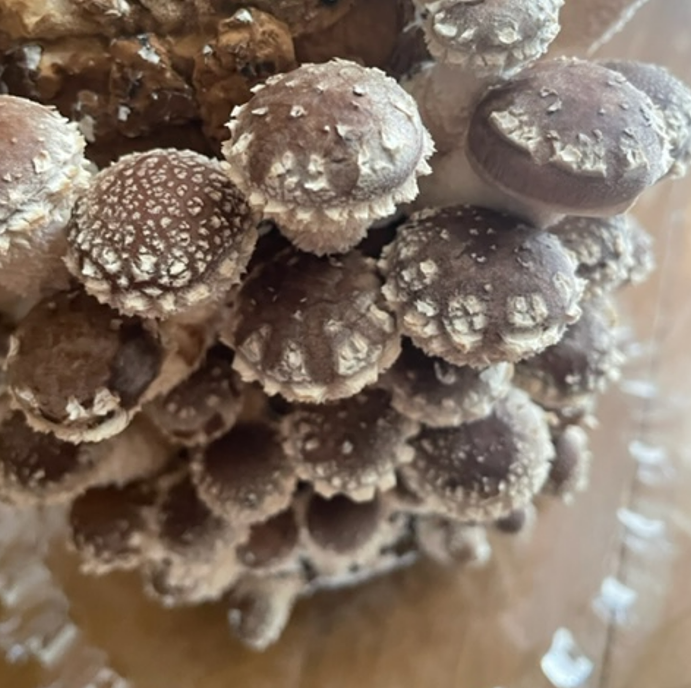 f:id:aopin:20220319222326p:plain