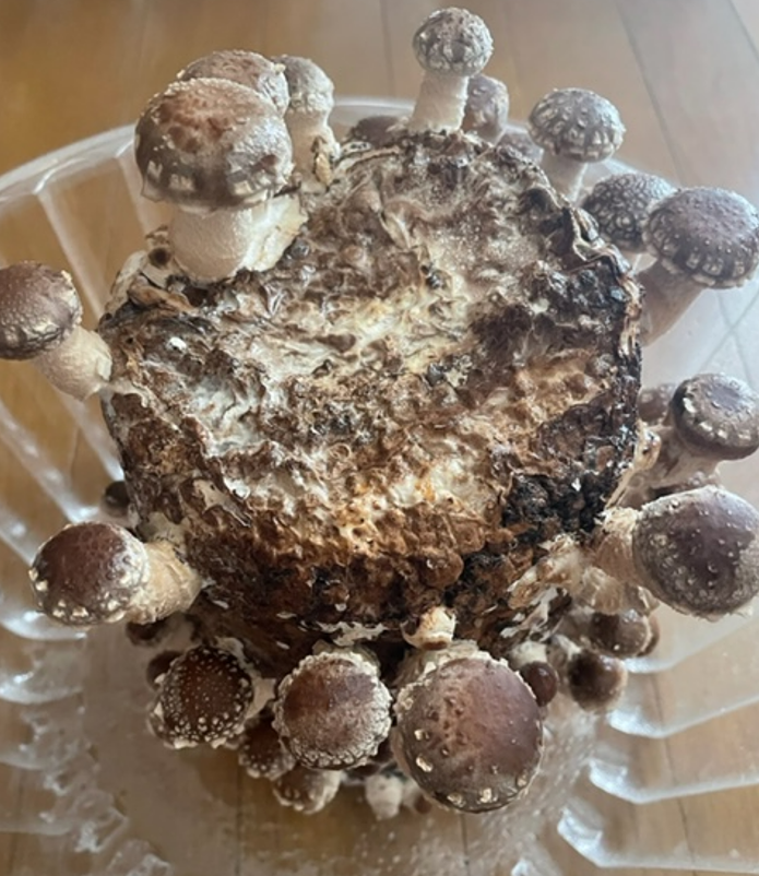 f:id:aopin:20220319223220p:plain