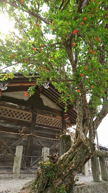 f:id:aora:20170621113535j:image f:id:aora:20170621113535j:image