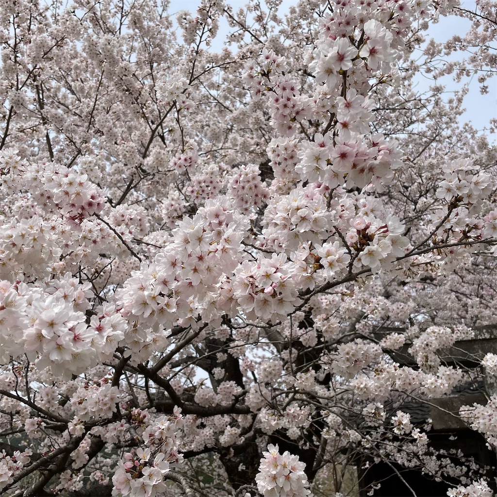 f:id:aosan1968:20220329183306j:image