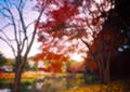 [紅葉][水面][寺]落葉の称名寺