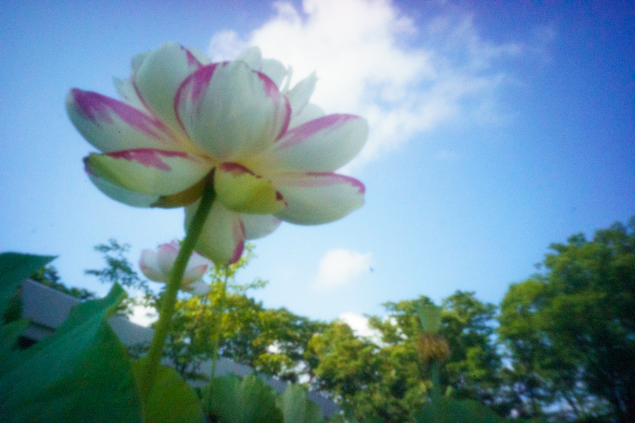 蓮華ひとひら