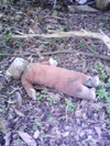 f:id:aotoao:20110323051300j:image