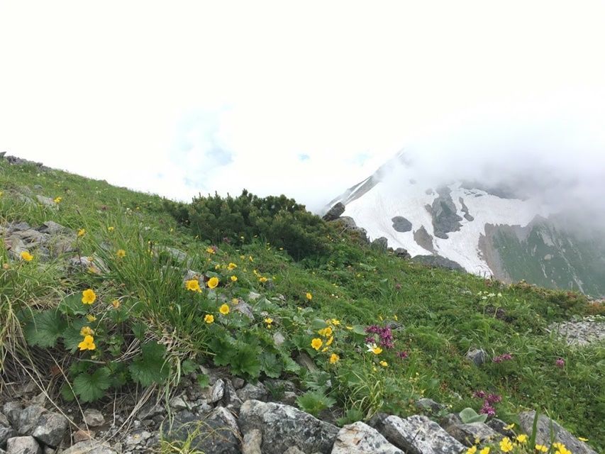 北アルプス 花咲く白馬岳でテント泊登山 猿倉 栂池高原 今日もポレポレ 女山旅日記