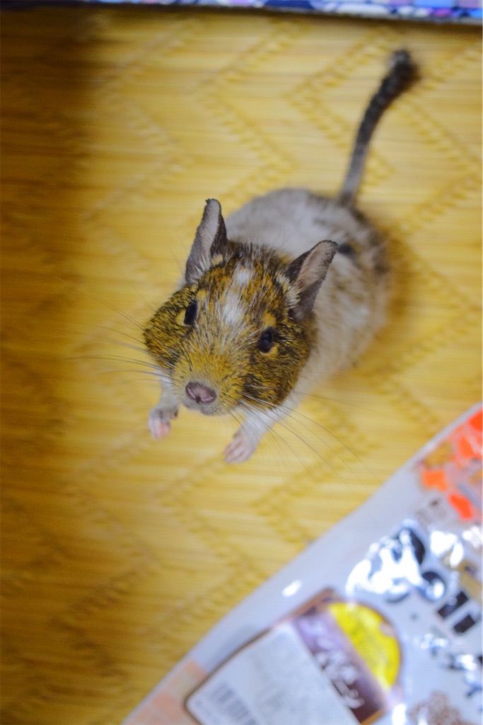 f:id:aotya25:20201102173029j:image