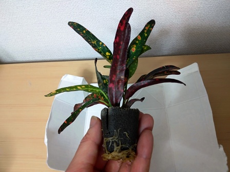 f:id:aoumiwatatsumi:20210426214006j:plain