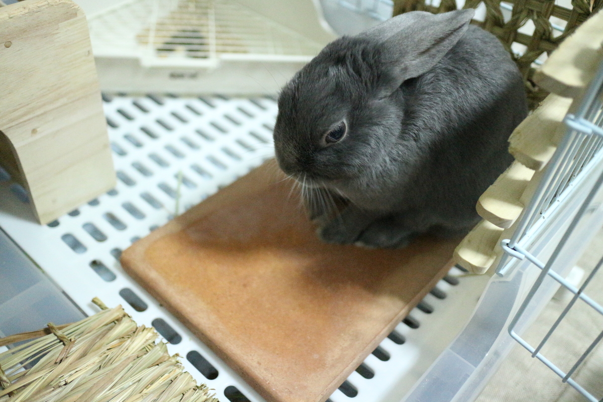 f:id:aousagikun:20200524171759j:plain