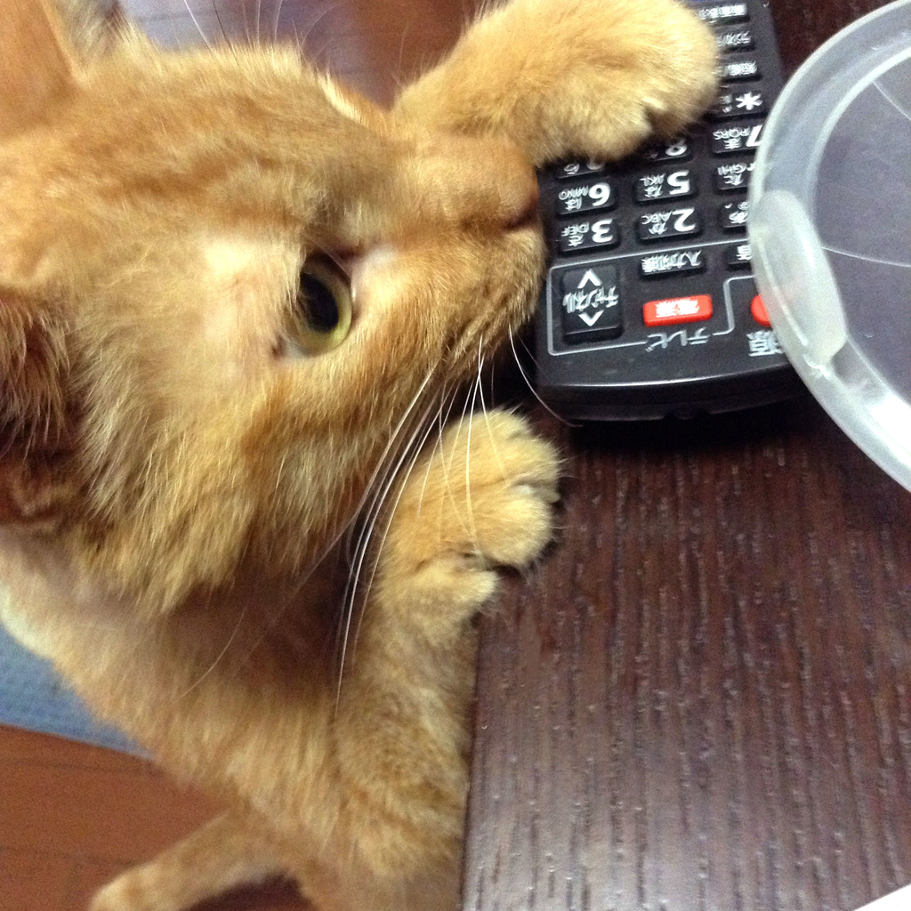 f:id:aoyagi-coffee:20181006225430j:plain
