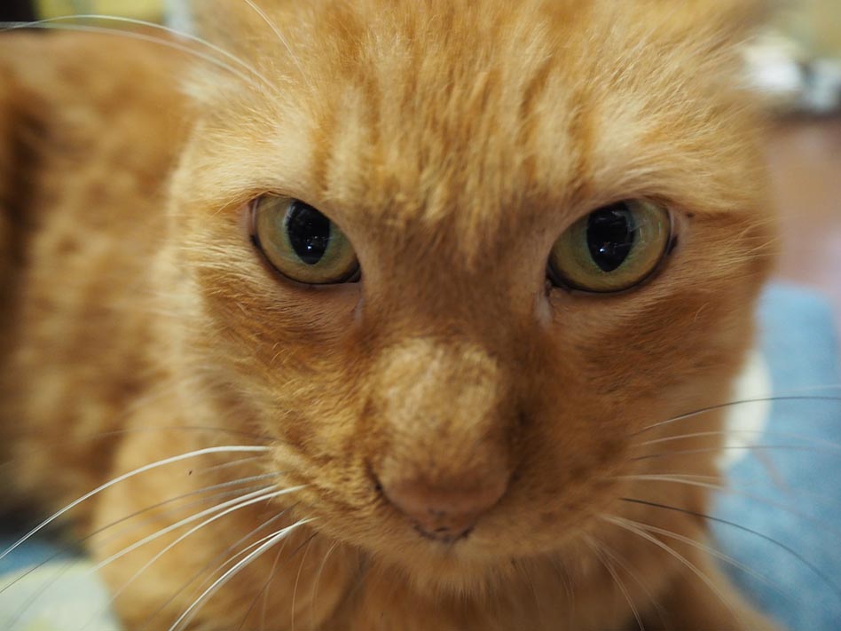 f:id:aoyagi-coffee:20181104235437j:plain