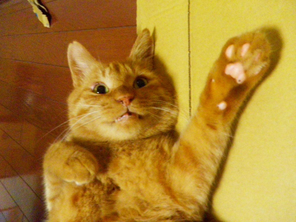 f:id:aoyagi-coffee:20181104235736j:plain