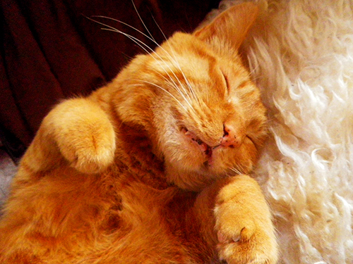 f:id:aoyagi-coffee:20200328131141j:plain