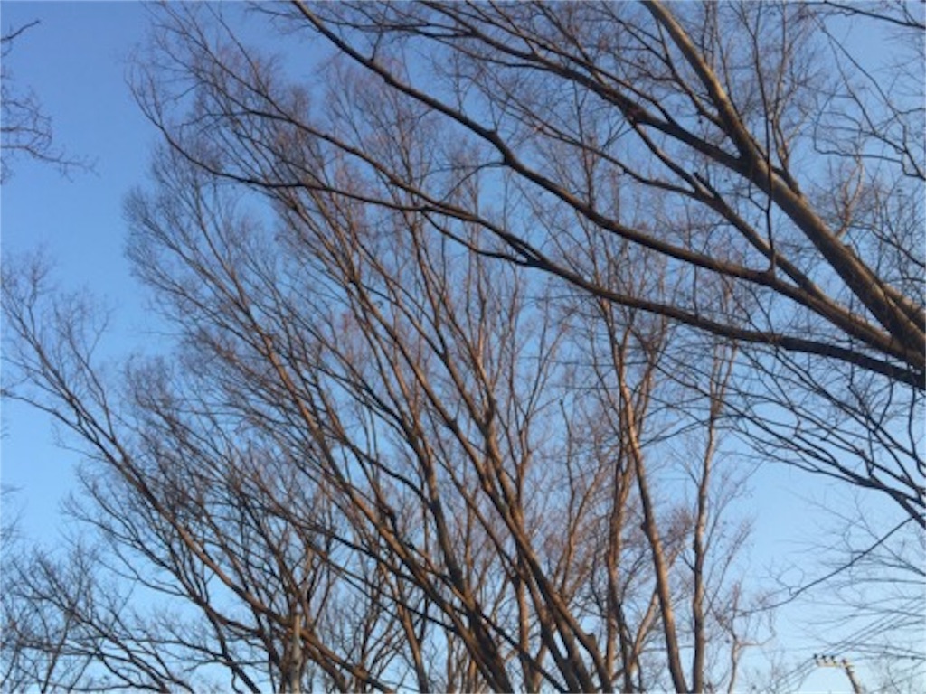 f:id:aoyagiphysical:20190217191515j:image f:id:aoyagiphysical:20190217191515j:image