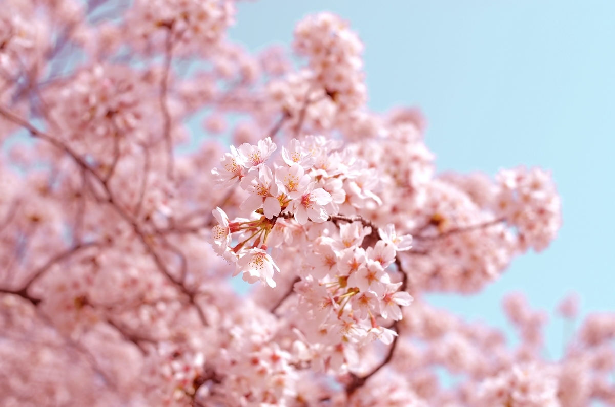 f:id:aoyagiphysical:20220401193716j:plain