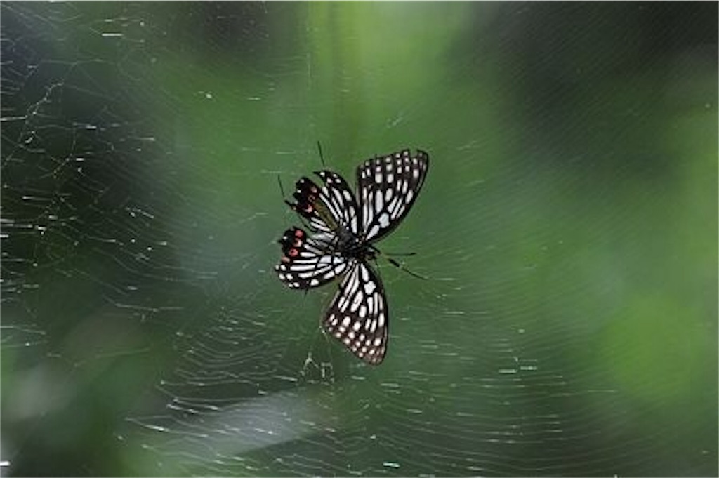 f:id:aoyamanatsuki:20190422214643j:image f:id:aoyamanatsuki:20190422214643j:image