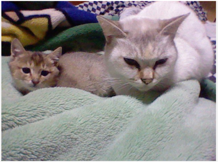 f:id:aoyamayouhei:20101121224059p:image