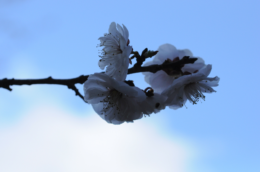 f:id:aoyor:20140502142225j:image:w800